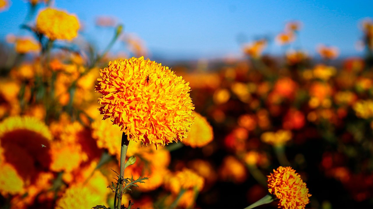 The marigold flower; a Mexican icon to the World. – The English Box